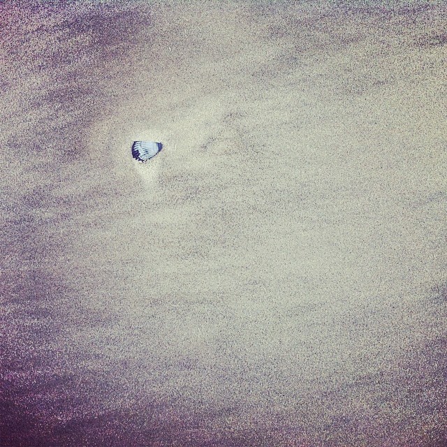 Mupfel auf Sand #strandstagram #langeoog #nordsee  #inselstagram