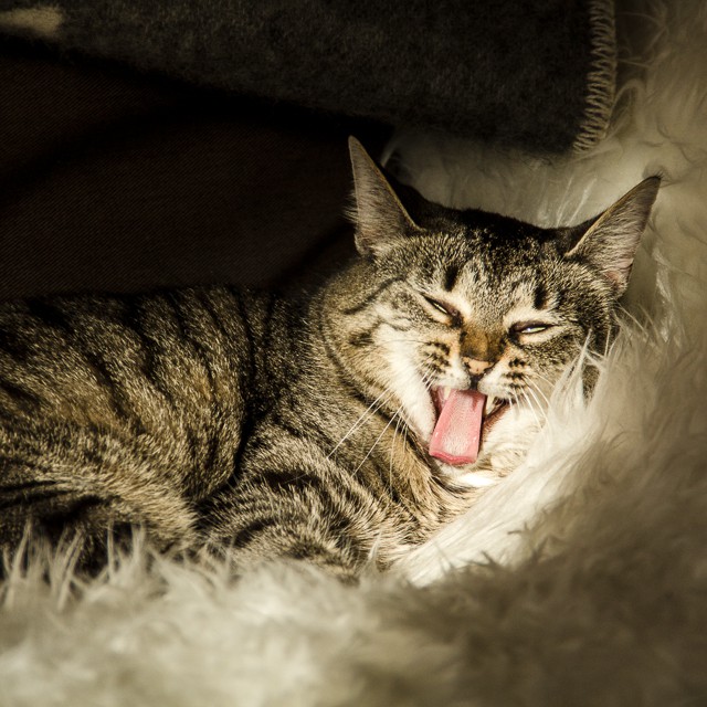 Schlafenszeit #cat #catcontent #bochum #catstagram #sun #home