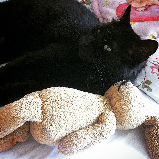 Emil und Felix. #cat #catcontent