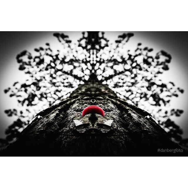 Clown im Baum?  #bochum  #instagood #photooftheday #ig_ruhrgebiet #ruhrpott #black&white #clown #trees #wiesenthal #baumkrone